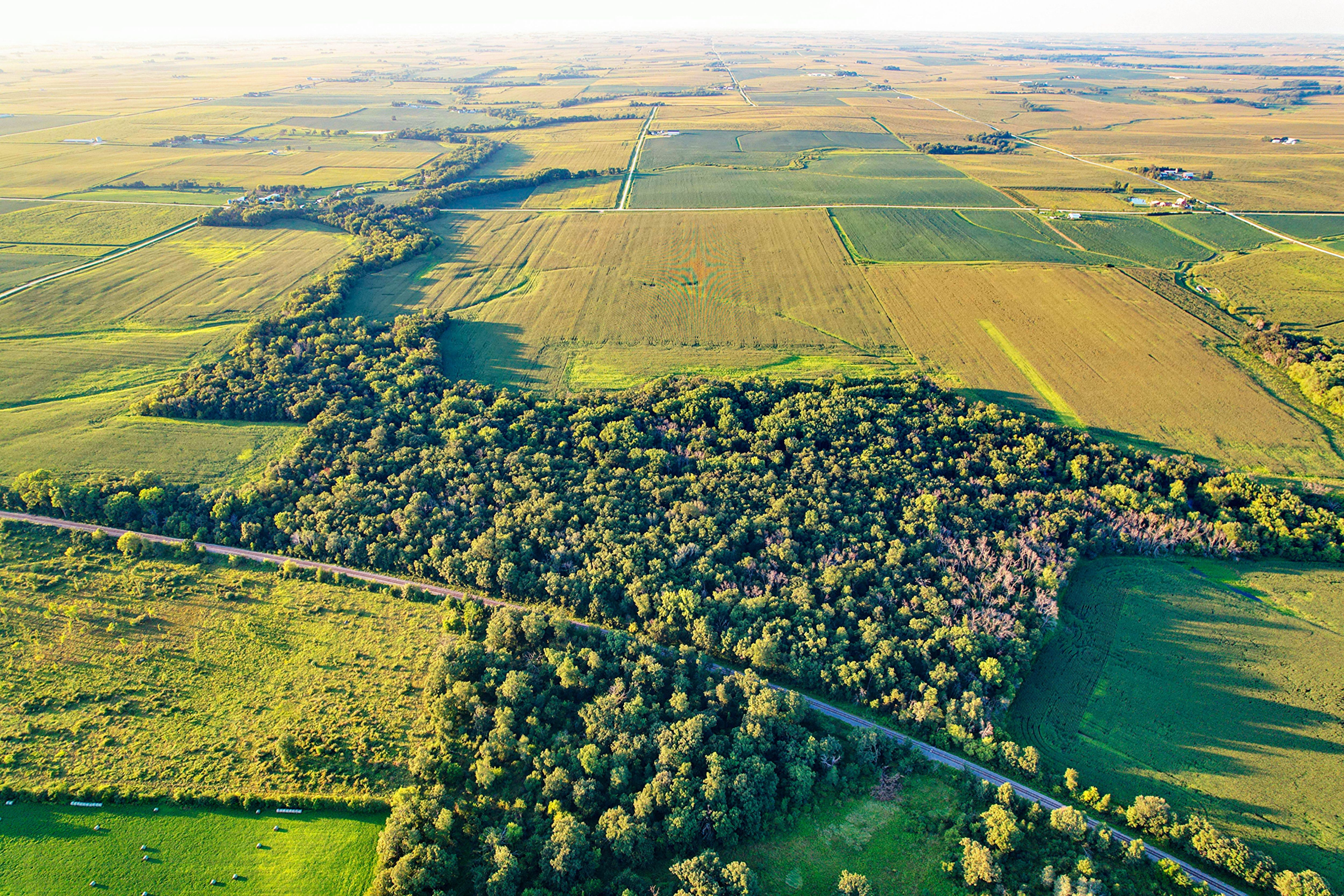 Listing Photo: Premium-Buchanan-County-Hunting-Land